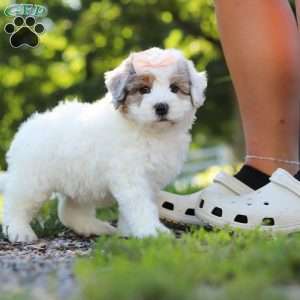 Bella, Mini Bernedoodle Puppy
