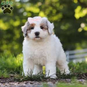 Bella, Mini Bernedoodle Puppy