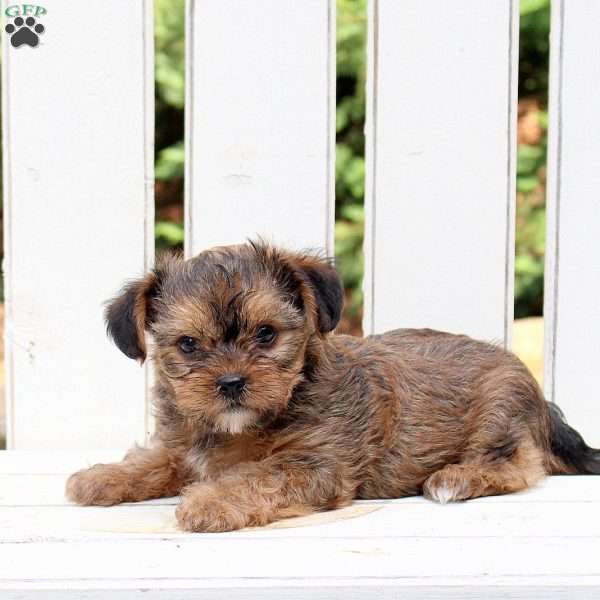 Bella, Shorkie Puppy