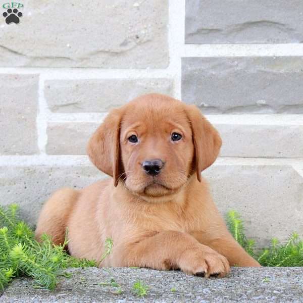 Bella, Fox Red Labrador Retriever Puppy