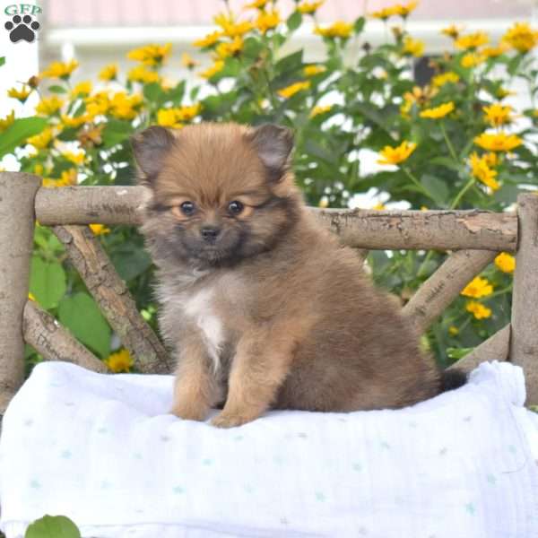 Bella, Pomeranian Puppy