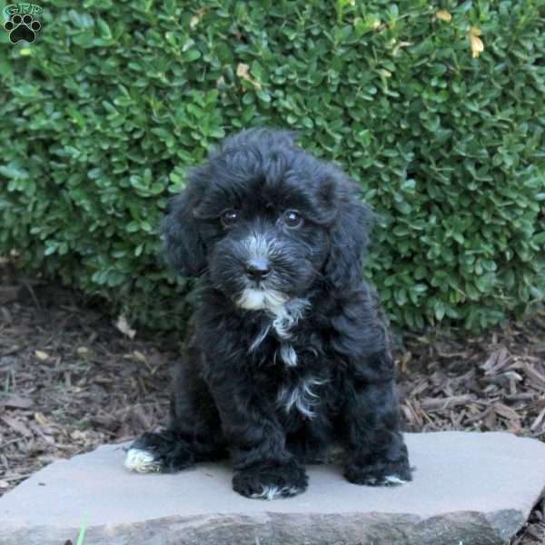 Bella, Havapoo Puppy