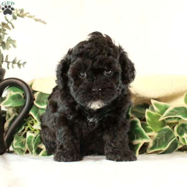 Bella, Maltipoo Puppy