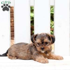 Bella, Shorkie Puppy