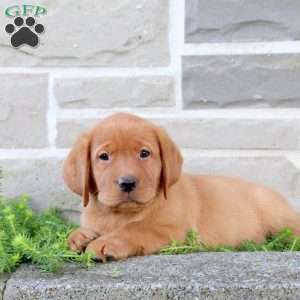 Bella, Fox Red Labrador Retriever Puppy