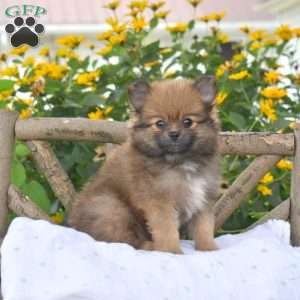 Bella, Pomeranian Puppy