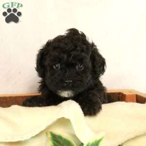 Bella, Maltipoo Puppy