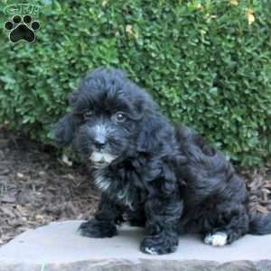 Bella, Havapoo Puppy