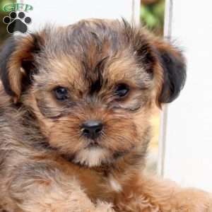 Bella, Shorkie Puppy