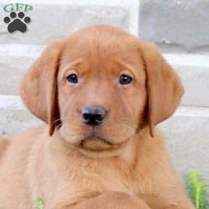 Bella, Fox Red Labrador Retriever Puppy