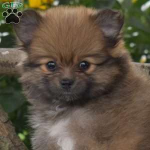 Bella, Pomeranian Puppy
