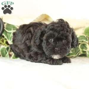 Bella, Maltipoo Puppy