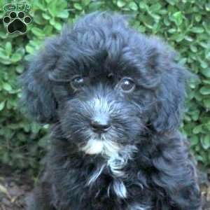 Bella, Havapoo Puppy