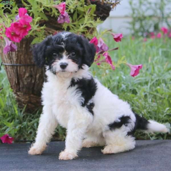 Bella, Cavachon Puppy
