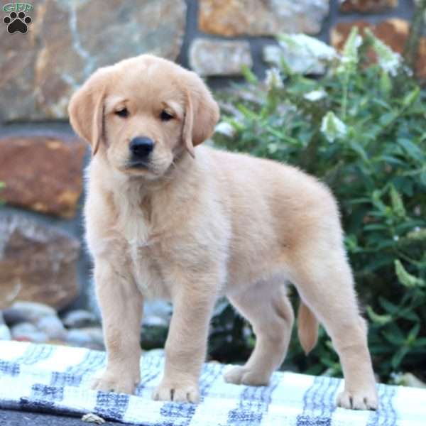Bella, Golden Retriever Mix Puppy