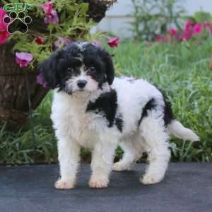 Bella, Cavachon Puppy