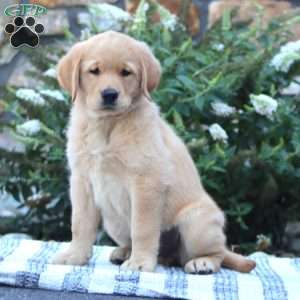 Bella, Golden Retriever Mix Puppy
