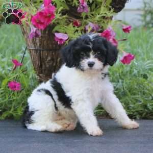 Bella, Cavachon Puppy