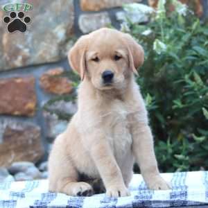 Bella, Golden Retriever Mix Puppy