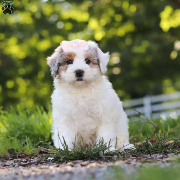 Bella, Mini Bernedoodle Puppy