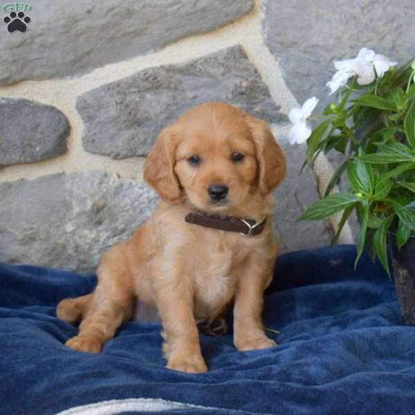 Belle, Miniature Golden Retriever Puppy