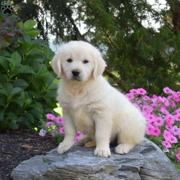 Belle, English Cream Golden Retriever Puppy