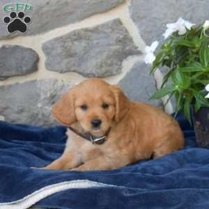 Belle, Miniature Golden Retriever Puppy