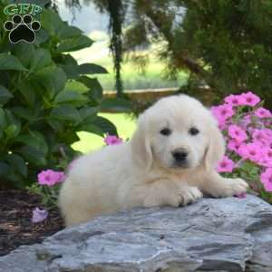 Belle, English Cream Golden Retriever Puppy