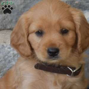 Belle, Miniature Golden Retriever Puppy