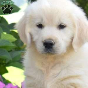 Belle, English Cream Golden Retriever Puppy