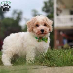 Benji, Bich-Poo Puppy
