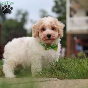 Benji, Bich-Poo Puppy