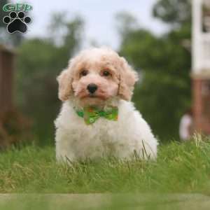 Benji, Bich-Poo Puppy