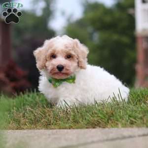 Benji, Bich-Poo Puppy