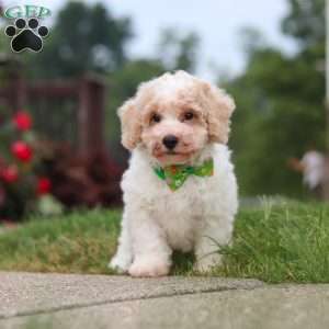 Benji, Bich-Poo Puppy