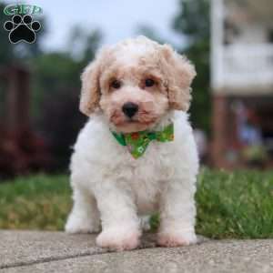 Benji, Bich-Poo Puppy