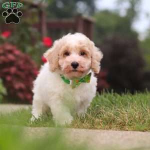 Benji, Bich-Poo Puppy
