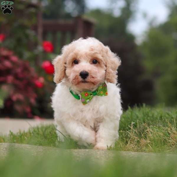 Benji, Bich-Poo Puppy