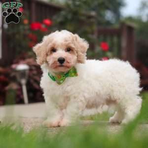 Benji, Bich-Poo Puppy