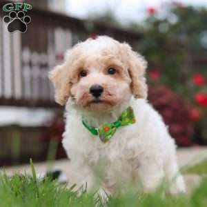 Benji, Bich-Poo Puppy