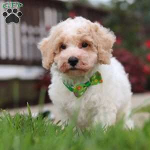 Benji, Bich-Poo Puppy