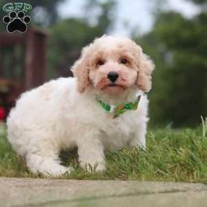 Benji, Bich-Poo Puppy