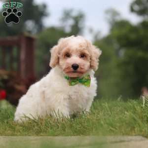 Benji, Bich-Poo Puppy