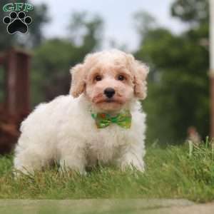 Benji, Bich-Poo Puppy