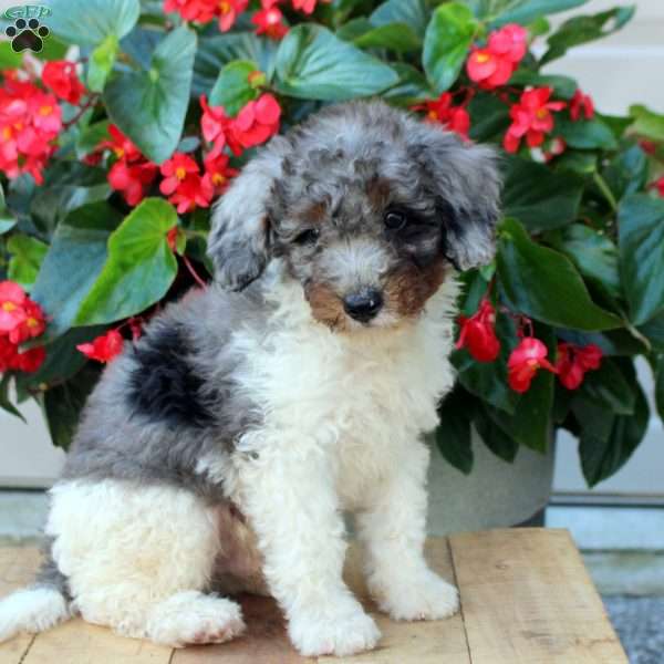 Benji, Mini Bernedoodle Puppy