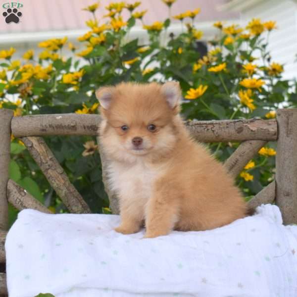 Benji, Pomeranian Puppy