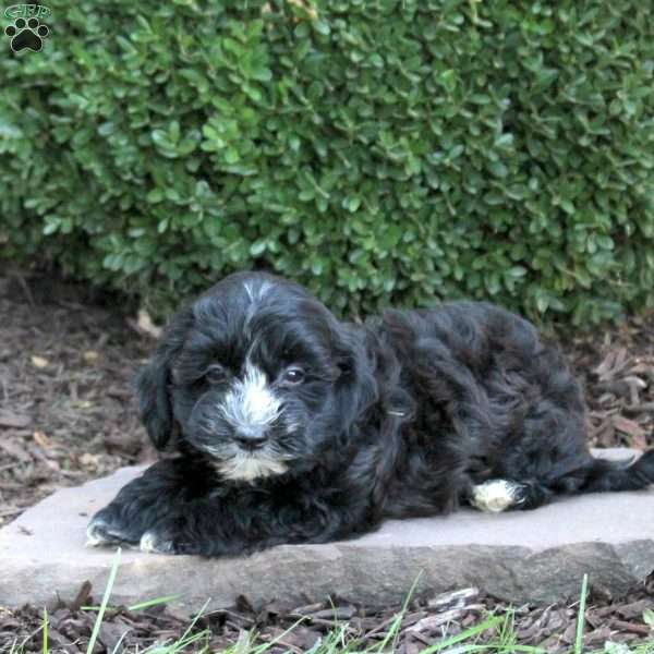 Benji, Havapoo Puppy