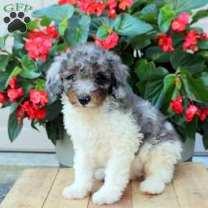 Benji, Mini Bernedoodle Puppy