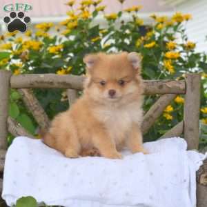 Benji, Pomeranian Puppy