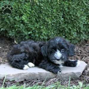 Benji, Havapoo Puppy